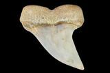 Mako Shark Tooth Fossil - Sharktooth Hill, CA #94723-1